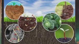 Интерактивная выставка конкурса "Жизнь и красота почвы"