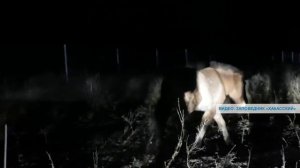 В Хакасию воздушным спецрейсом доставили лошадей Пржевальского