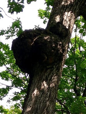 Необычные явления природы