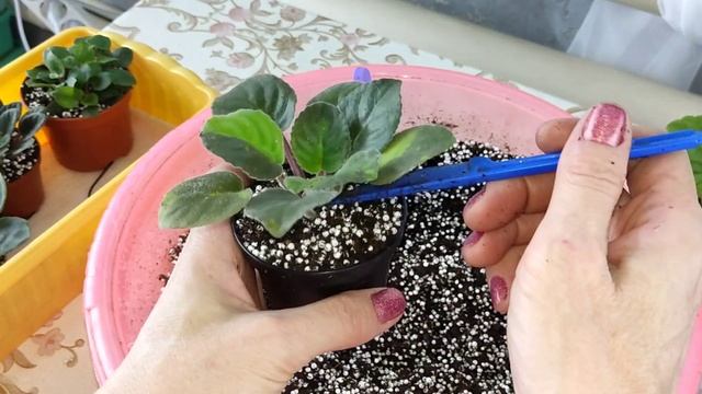 Фиалки уход - пересадка. смотреть онлайн