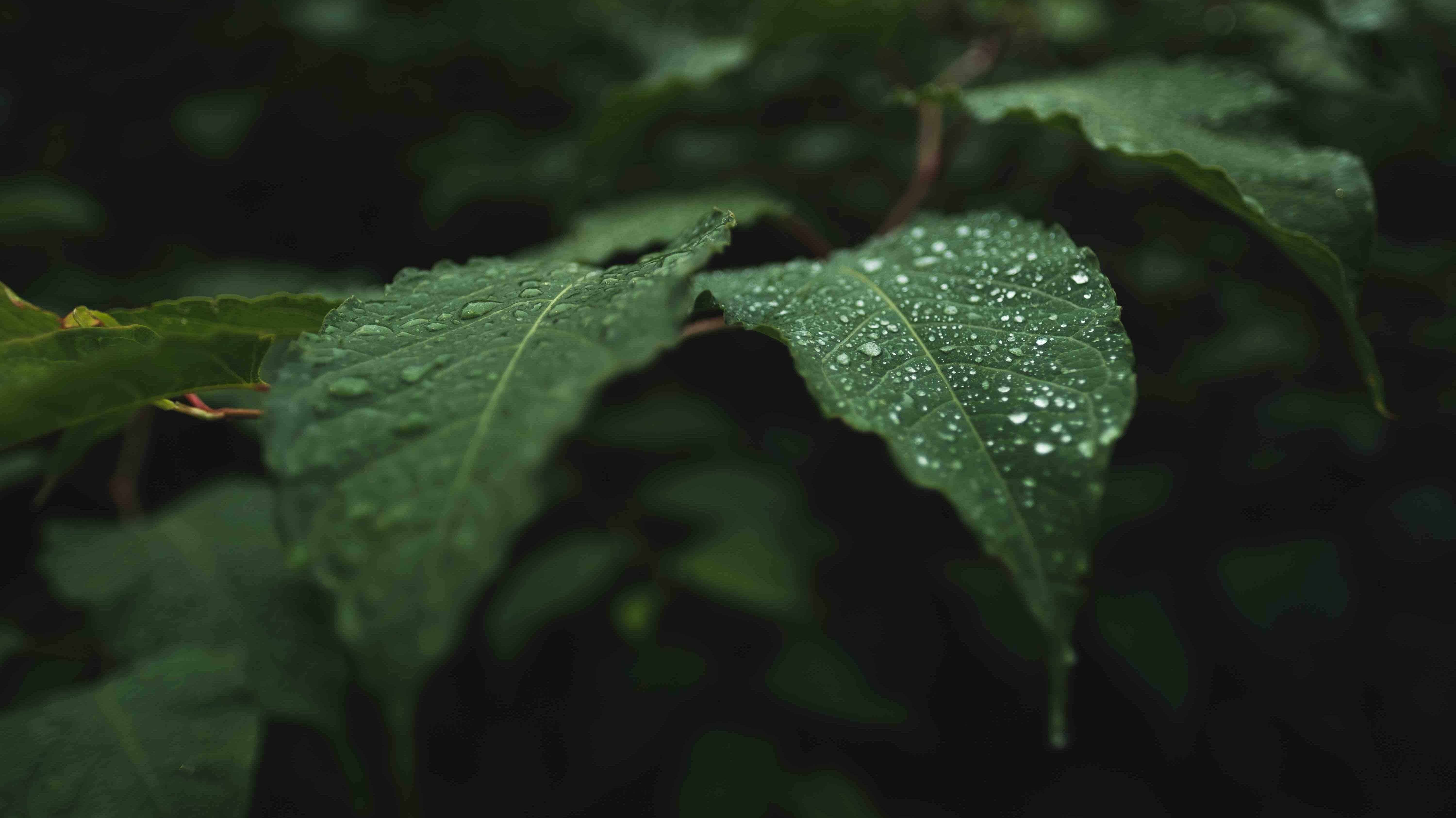 Шум дождя • Умиротворяющие Звуки Природы • naomix.ru смотреть онлайн