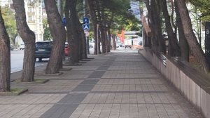 Дикие голуби в парке Новороссийска