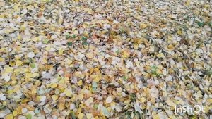 Эти листики лежат и висят