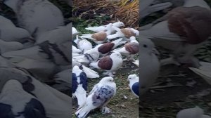 голуби Ломова