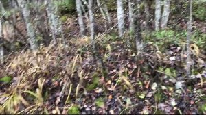 Ездили 26 октября на прогулочку в лес и приехали не пустые...