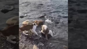 РЫБАКИ 🐈🐱✨🎏