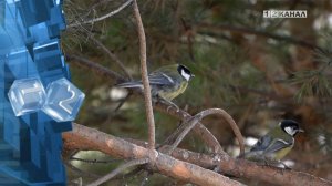 В Кузбассе максимальная температура в ближайшие 7 дней составит +11°С, а минимальная -1°С