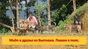 Muôn и друзья из Вьетнама. Пашем в поле для нового урожая.