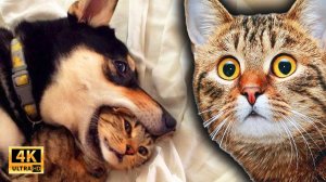 Эти Питомцы Хулиганят! 😱 Смешные животные! Нелепые ситуации с животными! Угарные Коты и Собаки 2025