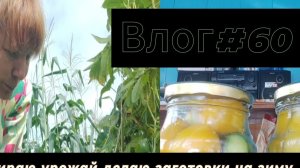 Влог#60 Собираю урожай,делаю заготовки на зиму 🍅🥒🫑28-10-2025