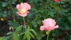 26=10=2025  ХБК -=- СБС  пвн   (237)