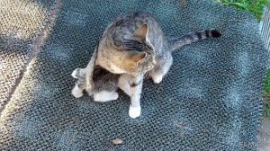 Киска Василиска с котятами. Сентябрь 2025