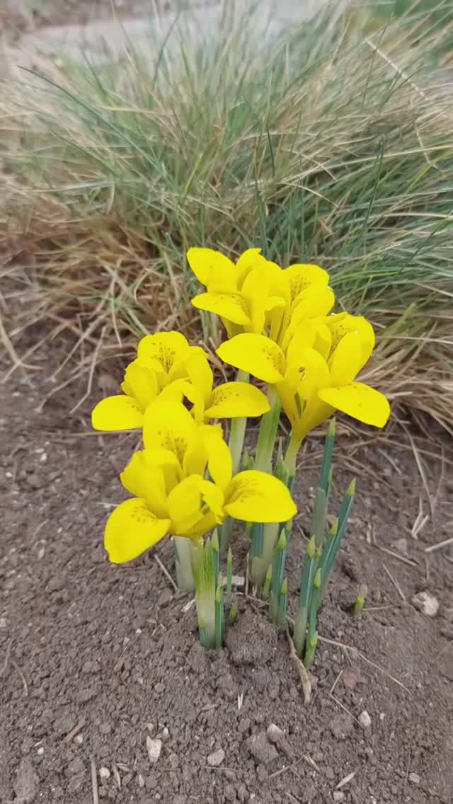 Ирис сетчатый 'Danfordiae'