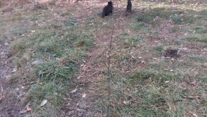 Пошли на обход.