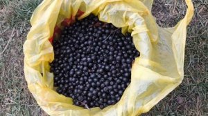 Насобирал черноплодку в октебре !