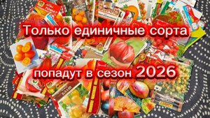 От большинства сортов томатов решила отказаться.Почему?