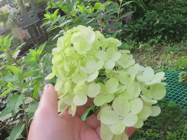 Осенняя обрезка метельчатой гортензии Лайм Лайт.