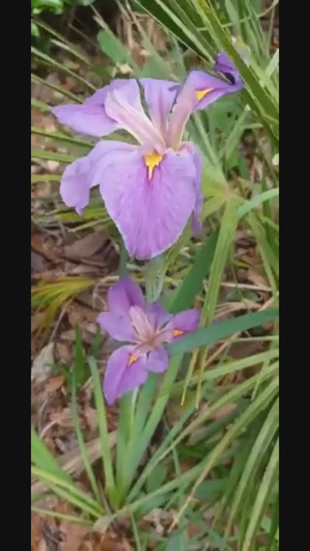 ирис луизианский (Louisiana Iris 'In Bloom')