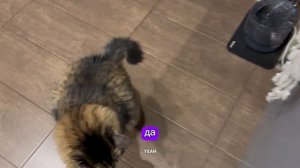 Готовим с котом | Купаты на гриле | встреча друзей Арчи | Влог