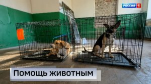 Мобильная ветклиника из ДНР развернула работу в Первомайске