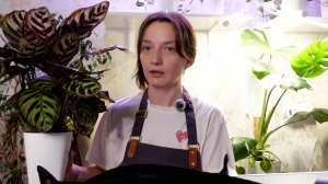 Будни цветовода. Пересадка Калатей с фетиля. Посадка семян пальмы Кордилины и спор пап-ка Асплениум