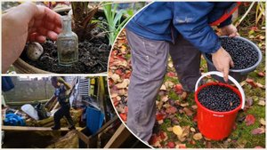 Находка из дубая. Лучше поить чтобы был большим и жирным! Собрали аронию