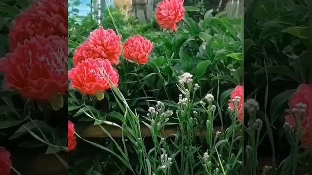 Мәфрүзә Оморҙаҡова - Яҙмыштарҙан уҙмыш