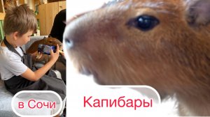 Посмотрели на капибар в Сочи