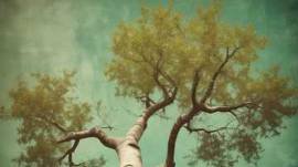 Во поле берёза стояла (Cover)