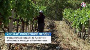 В Севастополе завершается сезон сбора винограда