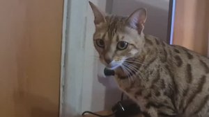 Быстро видео смотрится да не быстро дело делается