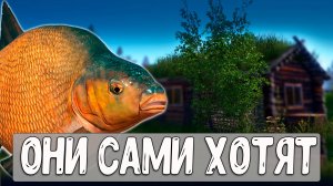 Эти лещи сами просятся на крючки для фарма #рр4