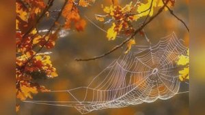 Ирина Самарина - Лабиринт "Взгляните на осень моими глазами"  читает Любовь Б.