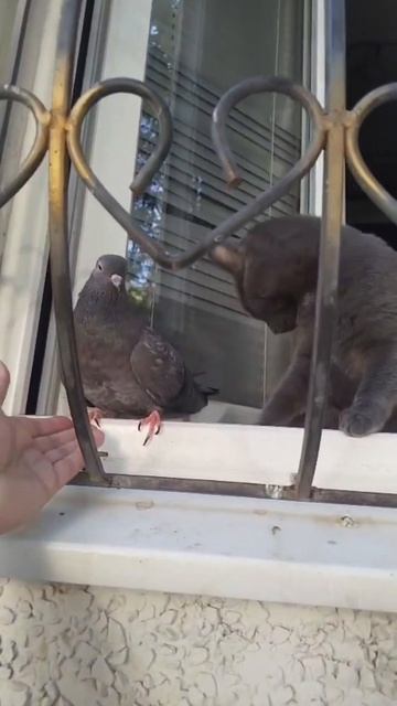 Смешные животные