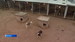 Дом для животных: зоозащитники «Велеса» приглашают вологжан для волонтёрской деятельности