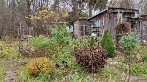 Обрезала розы, укрыла клематисы. Почему делаю именно так? / Vlog Дача как есть 23-24.10.2025