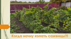 Почему не копаю саженцы