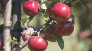 Мичурин - настоящий работник сада