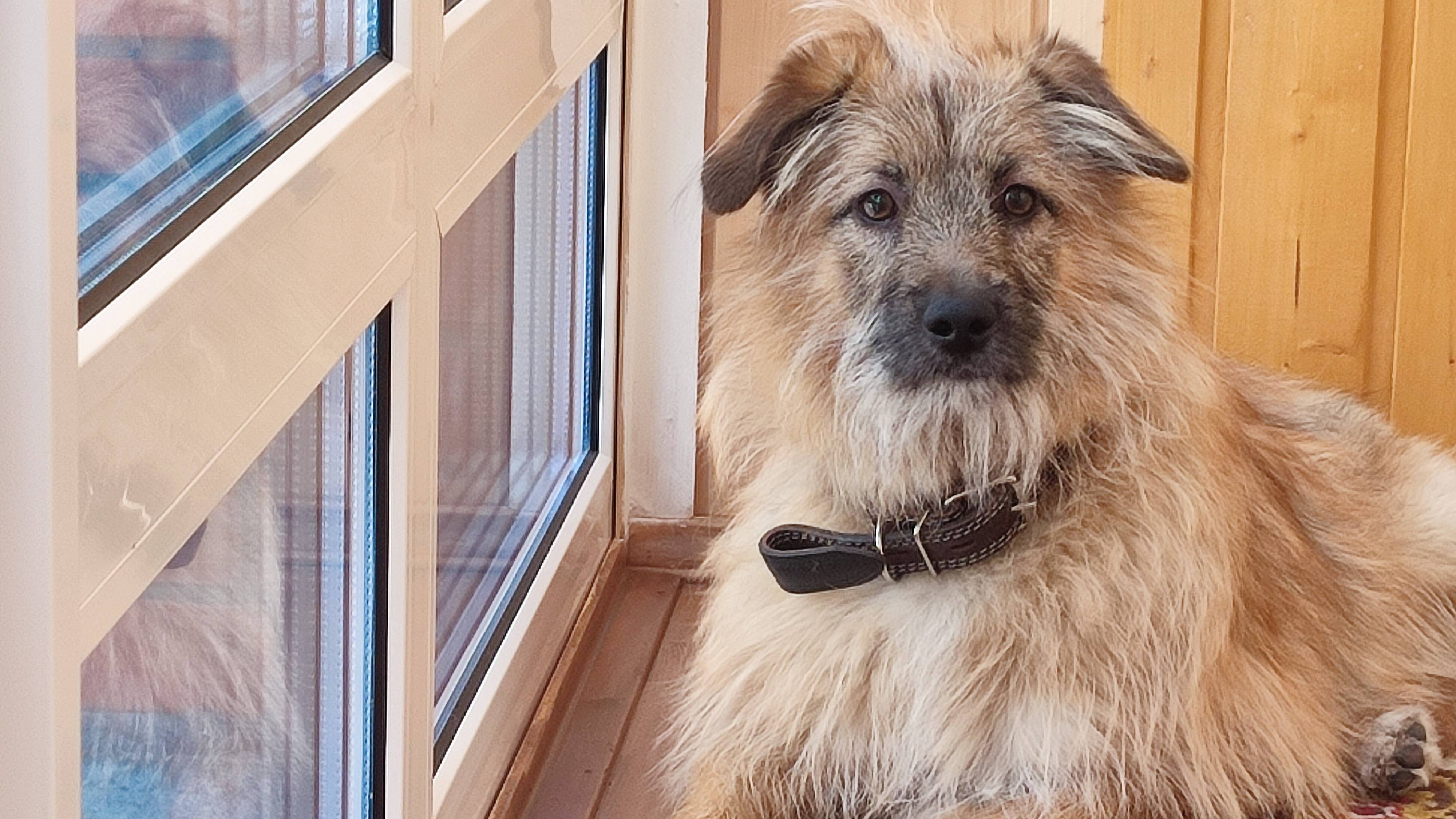 Пес Сеня и колонка Алиса