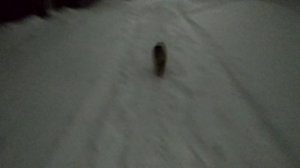 БУБЛИК ШПИЦ - Главный ИНЖЕНЕР КАНАЛА GARAGE-28 нарезка старого не вошедшего материала вырезки допы