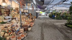 Цветочный_рынок._Паттайя. Таиланд. Орхидеи. Кактусы. Манго. Цитрусовые. Аквариумные рыбки.