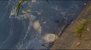 ЧП НА РЕКЕ ОХТЕ.