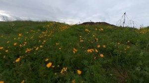 Лиинахамари