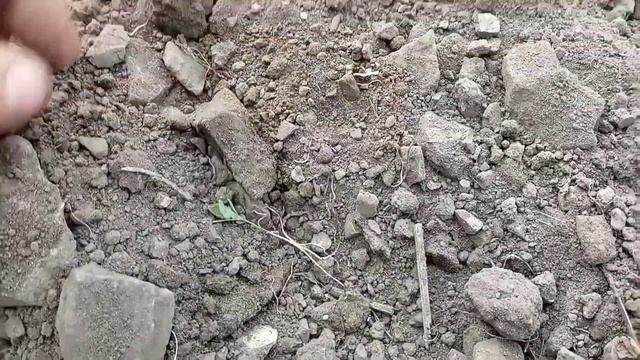 Боронование картофеля. Удаление сорняков картофеля.mp4 смотреть онлайн