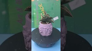 Кашпо из гипса ручная работа.