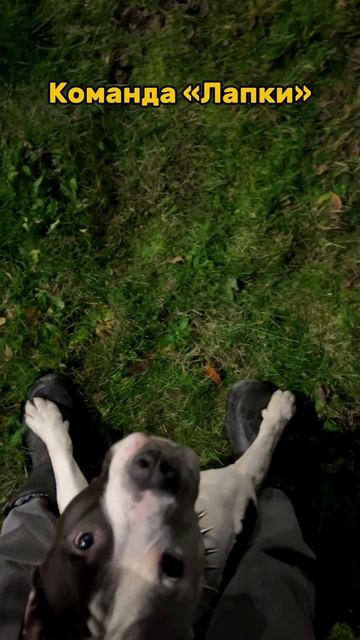 Команда «Лапки» смотреть онлайн