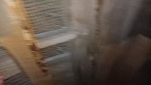 29 октября, зелёнка от расклёва для кур