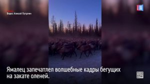 Ямалец запечатлел волшебные кадры бегущих на закате оленей