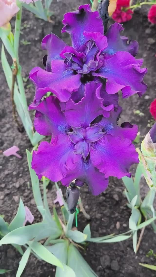 ирис шестифолый FLAT RATE (J.Ghio, 1993)