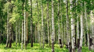 Ты родная мне